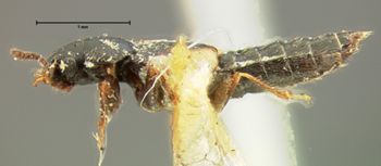 Media type: image;   Entomology 6543 Aspect: habitus lateral view